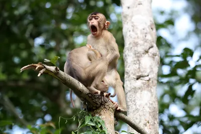 Веселье в джунглях: обезьяны, которые знают толк в юморе.