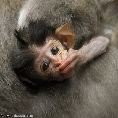 Смех под пальмой: фотографии самых смешных обезьян.