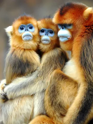 Шалуны джунглей: обезьяны, что способны на веселье.