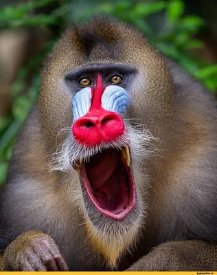 Улетные приколы в джунглях: обезьяны на пике комедии.