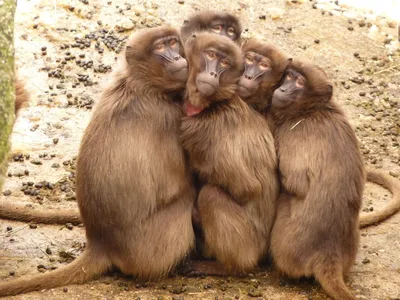 Фото обезьян: Смешные выражения на лицах!