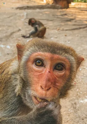 Фотк обезьян: Неудачные попытки фотосессии.