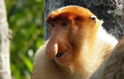 Фото обезьян в Full HD: Улучши свой настроенный смех!