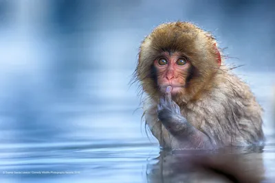 Рисунок обезьян: Художественный взгляд на обезьяньи аферы.