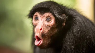 4K изображения: Видео-качество в фотографиях обезьян.