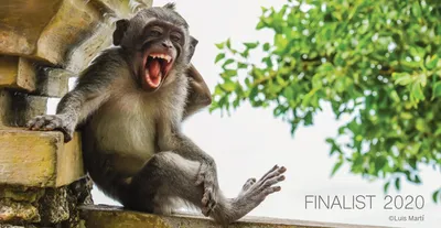 PNG обезьяны: Прозрачные моменты веселья.
