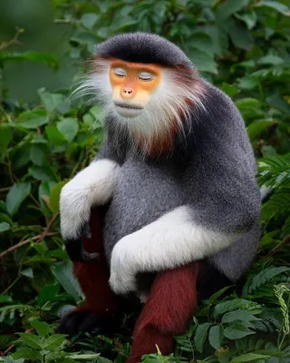 Фото обезьян в Full HD: улыбки джунглей