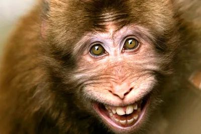 Смешные обезьяны: скачать фотографии бесплатно
