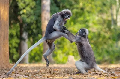 Full HD фотографии: обезьяны в дикой природе