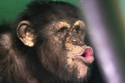 Забавные моменты: обезьяны веселятся в мире фотографии