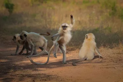 Хохочущие хулиганы: Веселые фотографии самых смешных обезьян