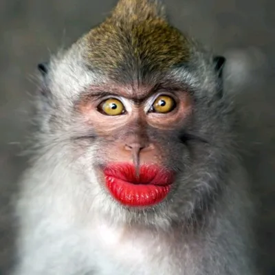Фотографии самых смешных обезьян для любителей комедии