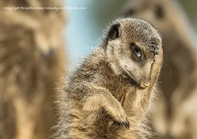 Наслаждайтесь этими забавными фото смешных животных