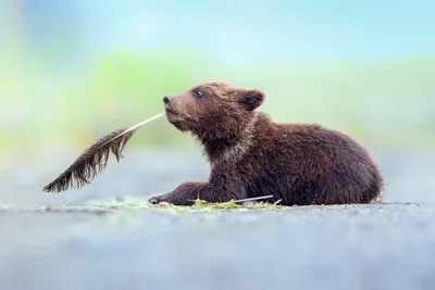 Фотографии для хорошего настроения: самые смешные фотографии животных