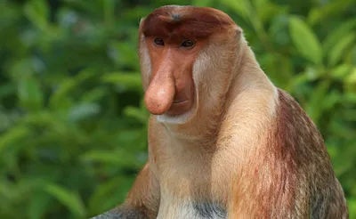 Ужасные обезьяны: бесплатные изображения для скачивания (JPG, PNG, WebP)
