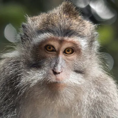 Фото самых страшных обезьян: выбери размер и скачай бесплатно