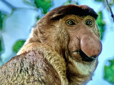 Самые страшные обезьяны: новые изображения в Full HD