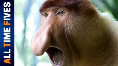 4K обезьяны кошмара: выбери свой формат для скачивания