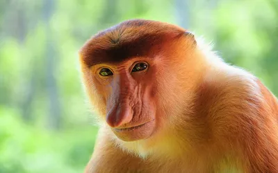 Фотографии самых страшных обезьян в Full HD качестве