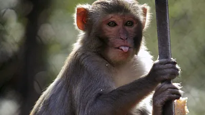 Страшные обезьяны: скачай бесплатные изображения в JPG, PNG