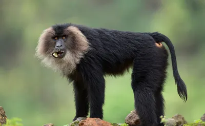 Страшные обезьяны: Загадочные обители в джунглях