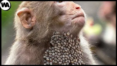 Фотоурок по выживанию: Опасные обезьяны в объективе