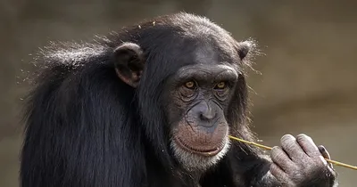 Темные лорды леса: Фотографии самых страшных обезьян