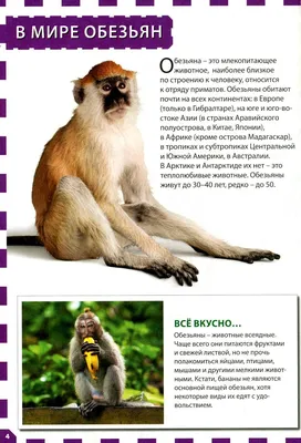 Зловещие взгляды джунглей: Фотографии ужасающих обезьян
