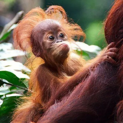 Скрытая опасность: Фотографии страшных обезьян в природе