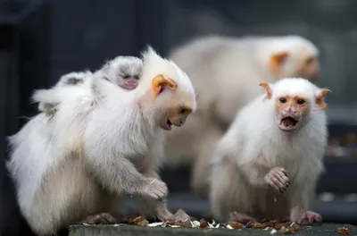 Тайны дикой природы: Фотообъектив на страшных обезьянах