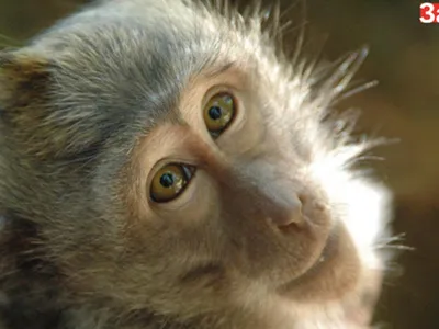 Лесной кошмар: Фотографии обезьян, которые пугают даже джунгли
