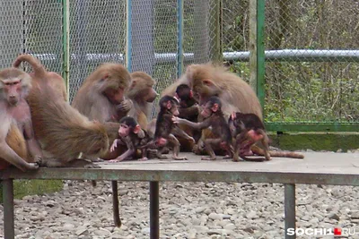 Оглядывайтесь за спиной: Страшные обезьяны в объективе камеры