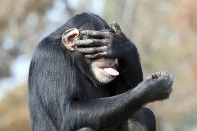 Скрытые угрозы дикой природы: Фотосессия с самыми страшными обезьянами