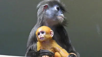 Великие тайны джунглей: Фотографии, раскрывающие мрак страшных обезьян