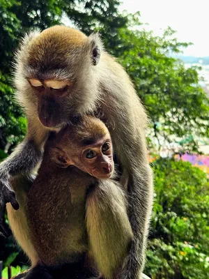 Страх в каждой ветке: Фотообзор страшных обезьян в своей естественной среде