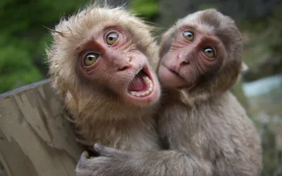 Фото страшной обезьяны в HD качестве 2024