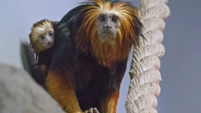 Картинка страшной обезьяны для скачивания в webp