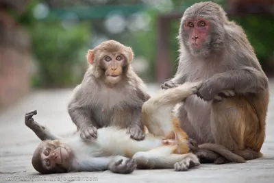 Фотк страшной обезьяны: скачать бесплатно в png