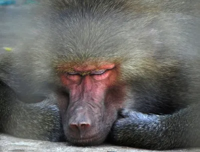 Фото ужасных обезьян: выбери свой размер изображения