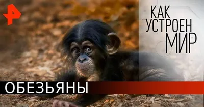 HD обезьяны: 4K фотографии в высоком разрешении