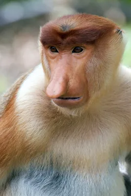 Страшные обезьяны в изображениях: Фон для рабочего стола