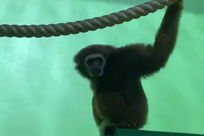 HD изображения страшных обезьян: Обои на телефон