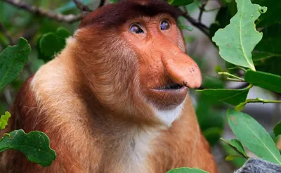 10 ужасных обезьян: скачай бесплатно в хорошем качестве