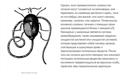 Уникальные изображения человеческих паразитов: Скачивайте в JPG, PNG или WebP.