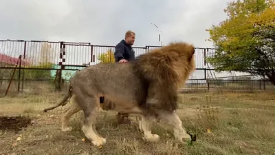 Фотка льва, который захватывает воображение