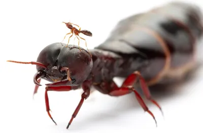Самый большой муравей в мире  фото