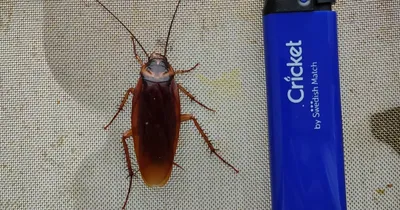Самый большой таракан в мире  фото