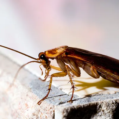 Уникальные изображения таракана: скачать в формате WebP