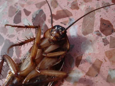 Фото самого крупного таракана в мире