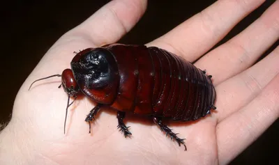Уникальные кадры самого большого таракана